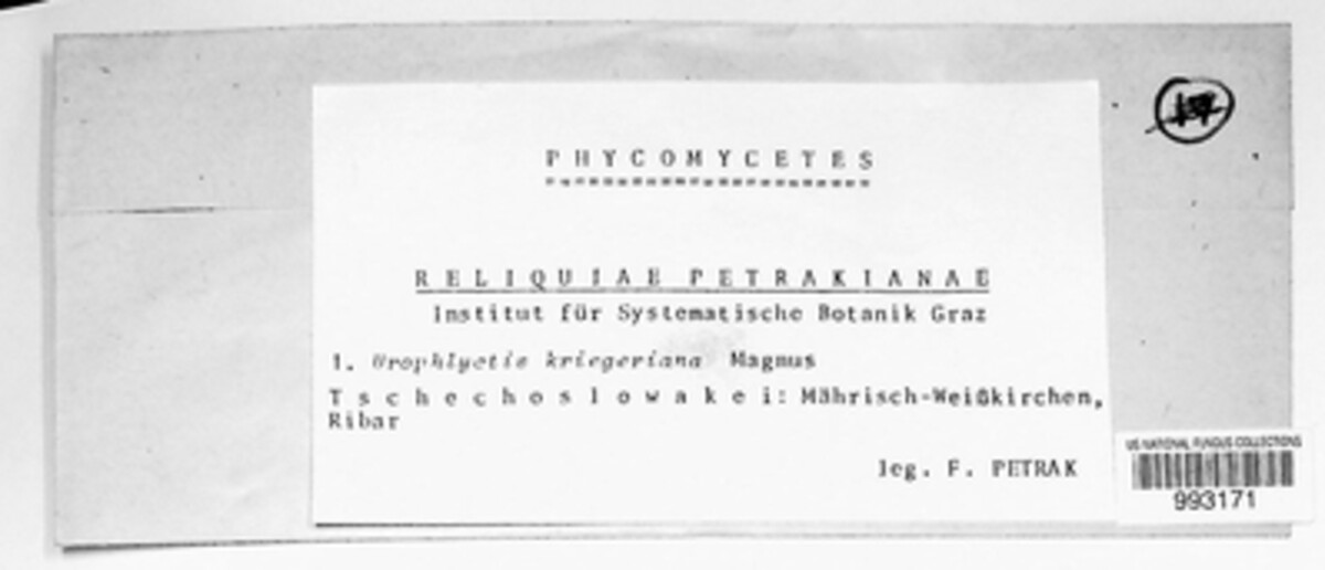 Urophlyctis kriegeriana image